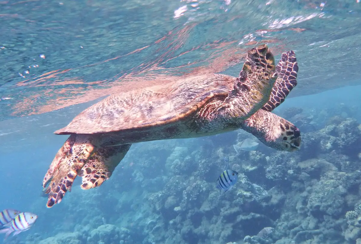 A sea turtle swimming over the reef in the Red Sea